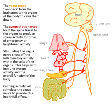vagus_nerve